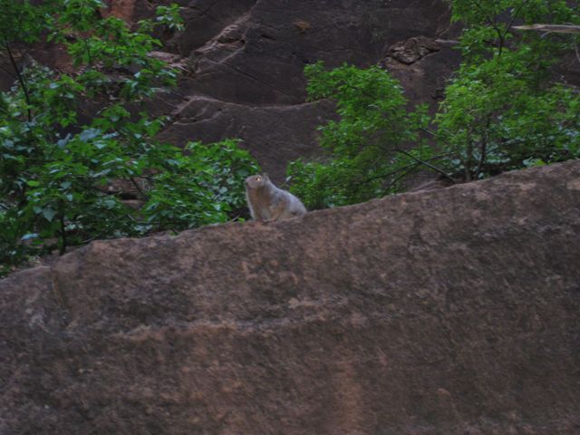 Squirrel friend in the Narrows