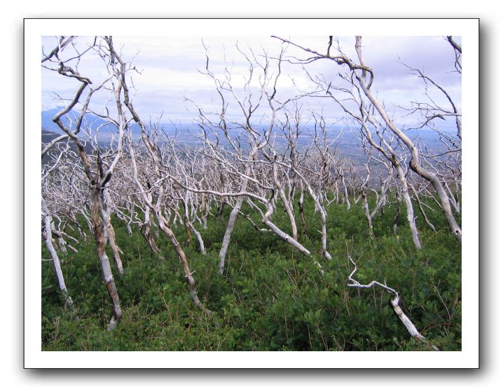 Fire-dead trees
