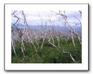 Fire-dead trees