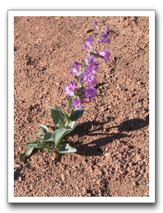 Purple Flower