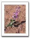 Purple Flower